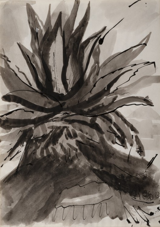 Maguey